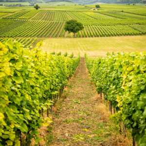 Weinberge in Landau (Pfalztouristik)